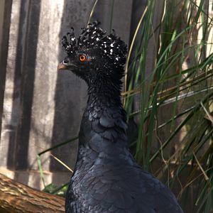 Red-billed Curassow (Crax blumenbachii)
