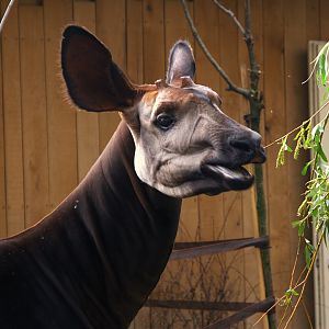 Okapi (Okapia Johnstoni)