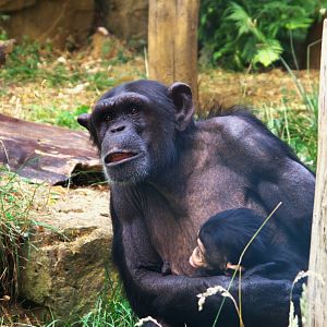 Common Chimpanzee (Pan troglodytes)