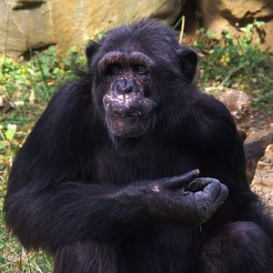 Common Chimpanzee (Pan troglodytes)