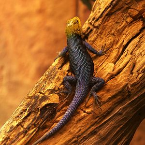 Emerald Spiny Lizard (Sceloporus taeniocnemis)
