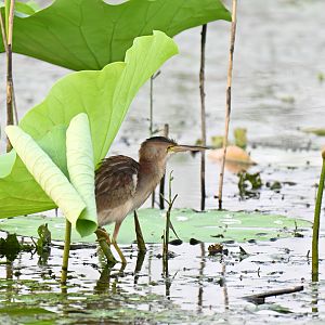 Yellow bittern (Botaurus sinensis)