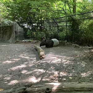 Tropical Asia - Malayan Tapir