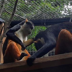 Wolf's Guneons Grooming