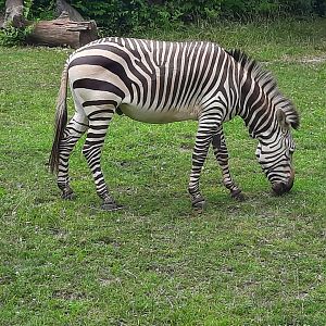 Hartmann's Mountain Zebra