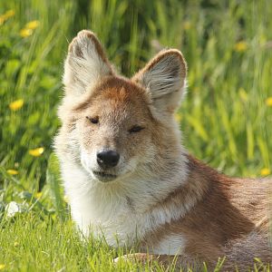 Dhole - Asian Wild dog