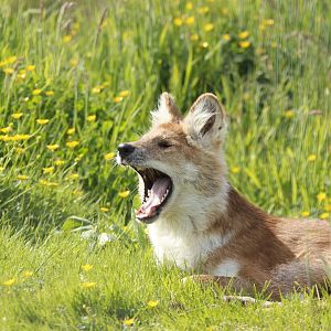 Dhole - Asian Wild dog yawning