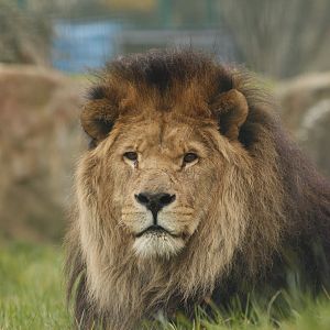 Hugo the former male African Lion