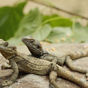 Possibly a Starred Agama lizard?