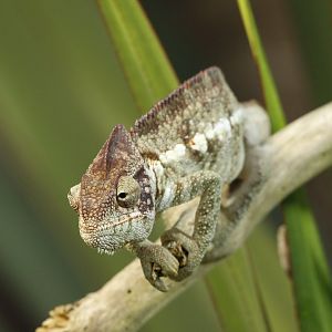 Ousttalet's Chameleon