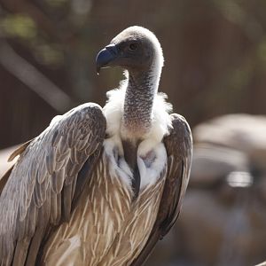 White Backed Vulture