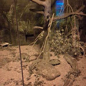 A new animal at the columbus zoo?