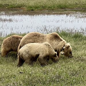 Brown Bears - Alaska
