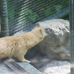 Siberian Weasel