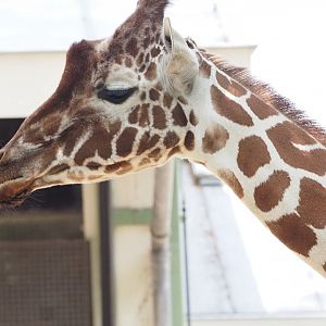 Reticulated Giraffe 2