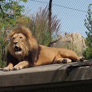 African Lion 1