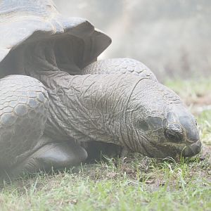 Aldabra Giant Tortoise