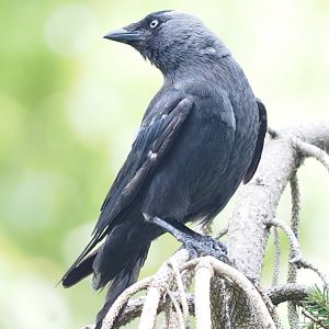 Western Jackdaw (Wild)