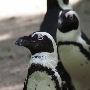 African Penguins