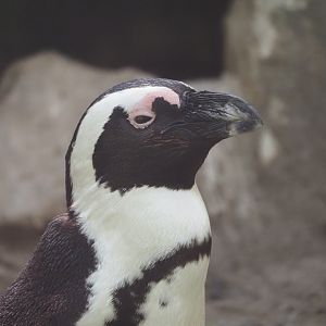 African Penguin