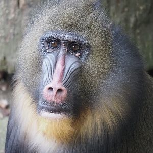 Mandrill 1