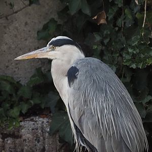 Gray Heron (Wild) 3