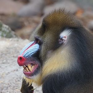 Mandrill 2