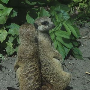 Meerkats