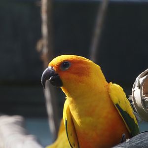 Sun Conure