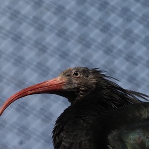 Northern Bald Ibis