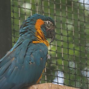 Blue-Throated Macaw