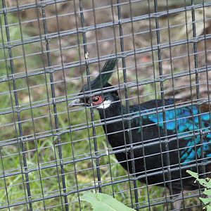 Palawan Peacock Pheasant