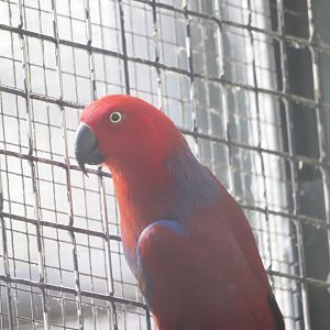 Electus parrot