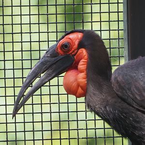 Southern Ground Hornbill