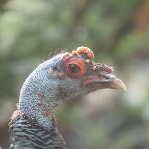 Ocellated Turkey