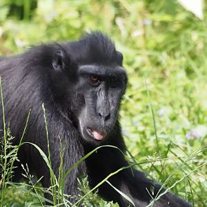 Sulawesi Crested Macaque