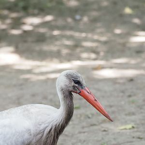 White Stork (Wild)