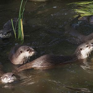 Asian Small-Clawed Otters 1