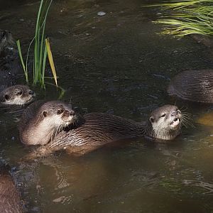 Asian Small-Clawed Otters 2