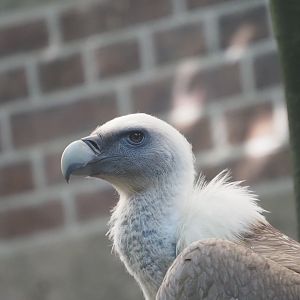 Eurasian Griffon Vulture