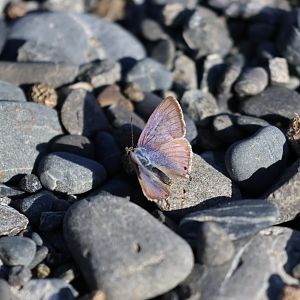 Long-tailed Blue (Lampides boeticus), Pencarrow Coast Road (Lower Hutt, Wellington)