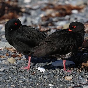 Variable Oystercatcher (Haematopus unicolor) pair, Pencarrow Coast Road (Lower Hutt, Wellington)