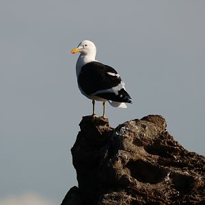 Kelp Gull (Larus dominicanus dominicanus), Pencarrow Coast Road (Lower Hutt, Wellington)