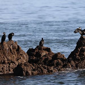 Little Shag (Microcarbo melanoleucos brevirostris) flock, Pencarrow Coast Road (Lower Hutt, Wellington)