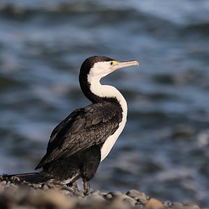 Pied Shag (Phalacrocorax varius varius), Pencarrow Coast Road (Lower Hutt, Wellington)