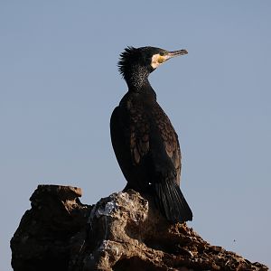 Black Shag (Phalacrocorax carbo novaehollandiae), Pencarrow Coast Road (Lower Hutt, Wellington)