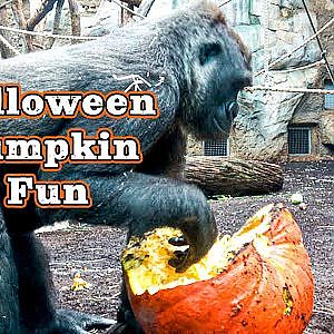 Mixed Habitat at Frankfurt Zoo