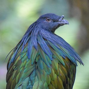 Nicobar Pigeon