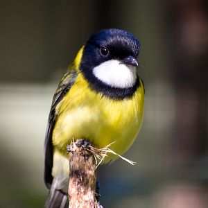 Golden Whistler