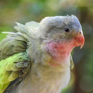 Princess Parrot